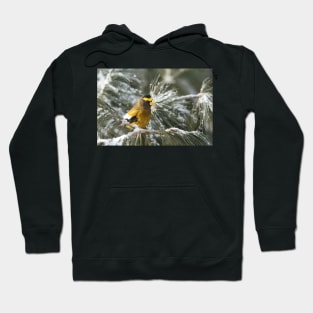 Evening Grosbeak - Algonquin Park Hoodie